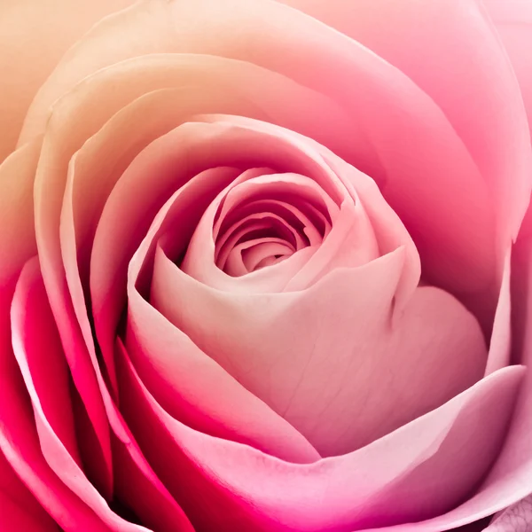Rose colorée — Photo