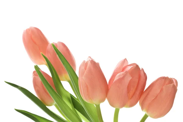Tulipán — Stock fotografie