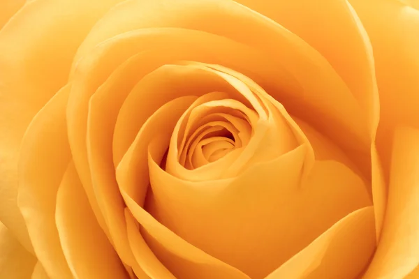 Помаранчеві троянди макросу — стокове фото