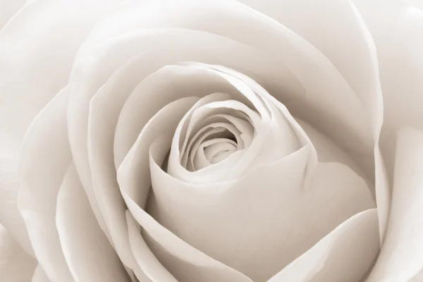 White rose macro — Stock Photo, Image