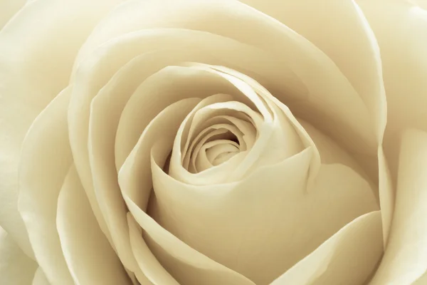白玫瑰宏 — 图库照片