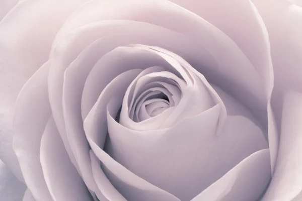 Macro rose — Photo