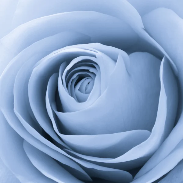 Μπλε τριαντάφυλλο μακροεντολή — Φωτογραφία Αρχείου