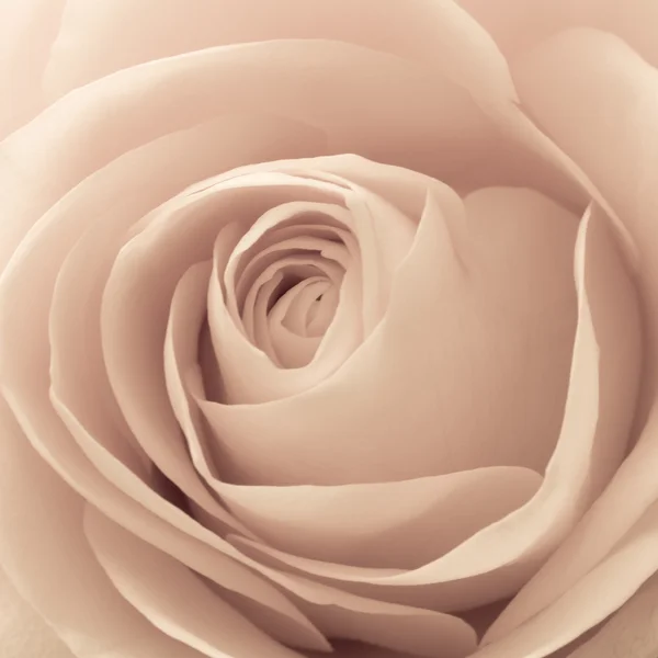 Троянди макросу — стокове фото