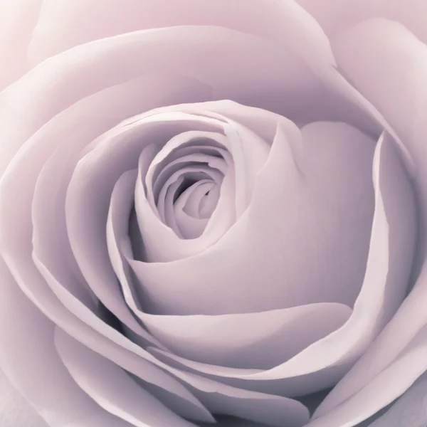 Róża makro — Zdjęcie stockowe