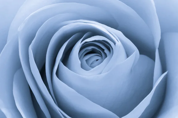 Rosa azul macro — Fotografia de Stock