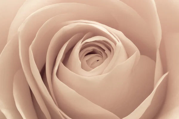 Rosa macro —  Fotos de Stock