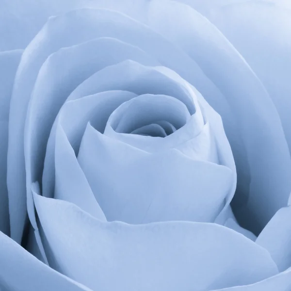 Niebieska róża makro — Zdjęcie stockowe