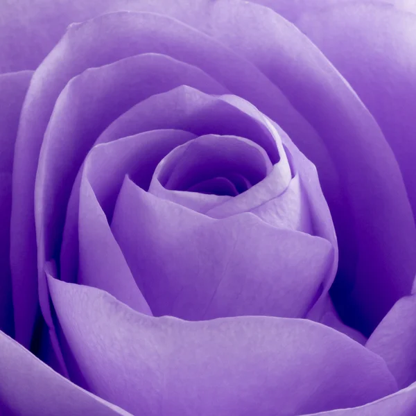 Violetti ruusu makro — kuvapankkivalokuva