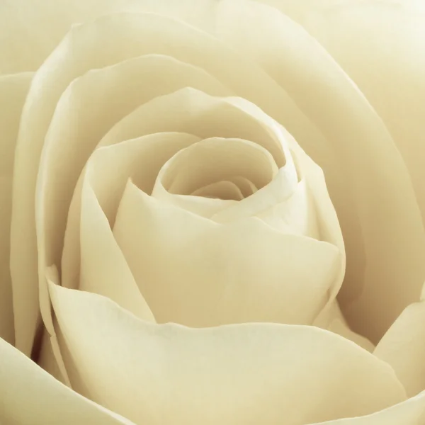 Macro rosa bianca — Foto Stock