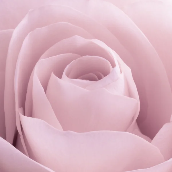 Rosa rosa macro — Fotografia de Stock