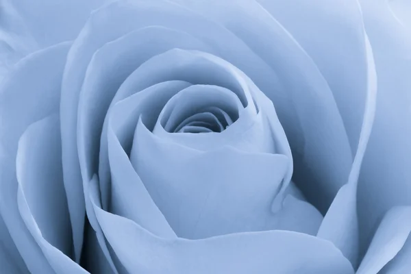Modrá růže makro — Stock fotografie