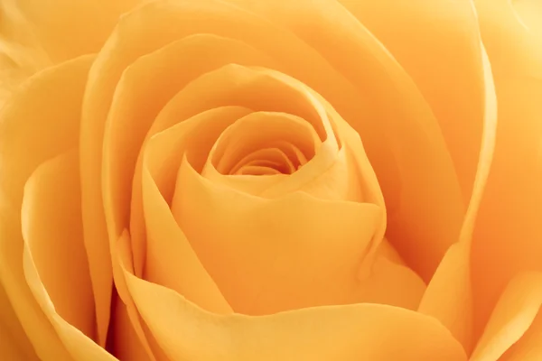 stock image Orange rose macro