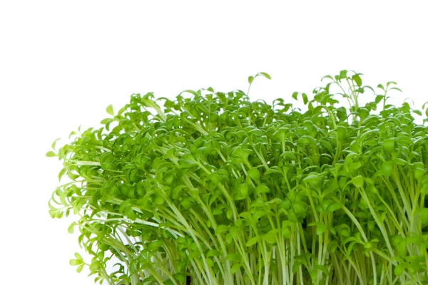 Cress isolated Royalty Free Stock Photos