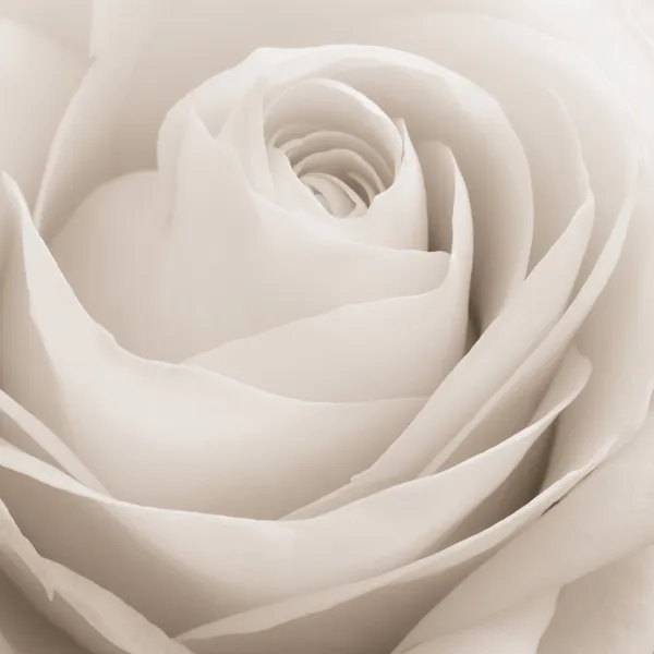 Fehér Rózsa makró Stock Fotó