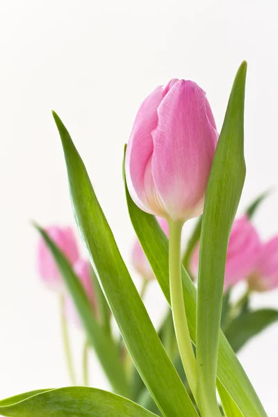 Pink tulips Stock Image