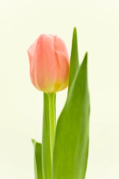 Orange tulips Stock Picture
