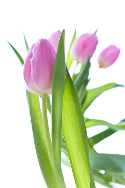 Pink tulips Stock Picture