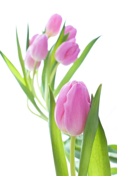 Pink tulips Stock Photo