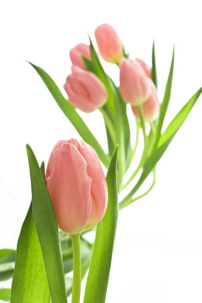 Orange tulips Stock Image