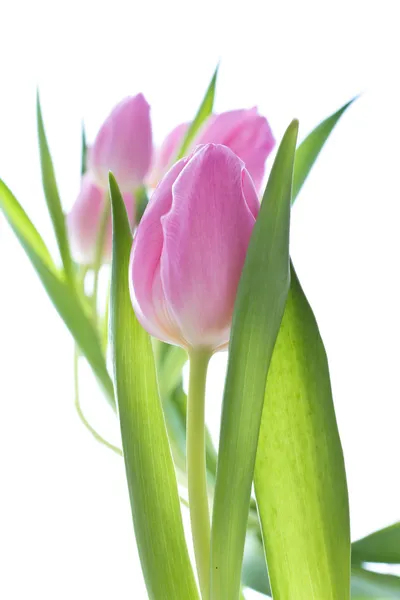 Pink tulips Royalty Free Stock Photos