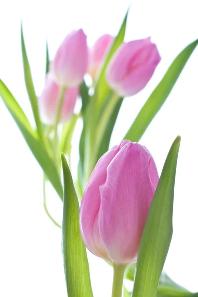 Pink tulips Royalty Free Stock Images