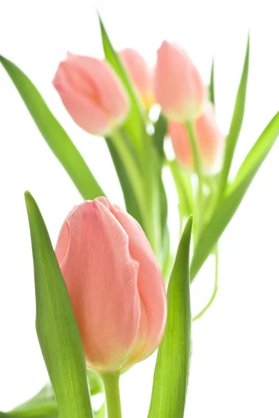 Orange tulips Stock Photo