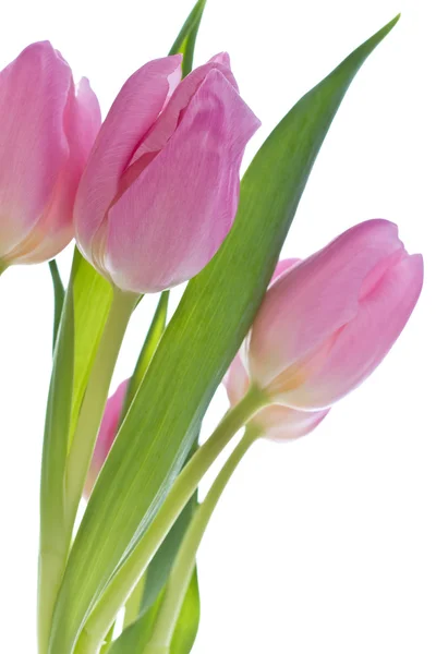 Tulipanes rosados Imagen de archivo