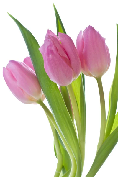 Pink tulips Stock Image