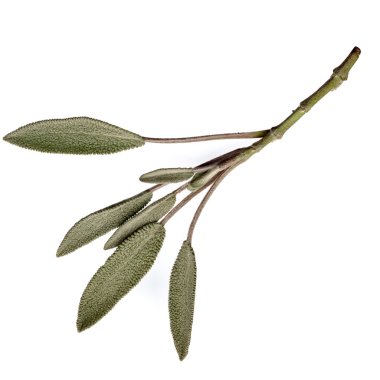 Sage leaves clipart