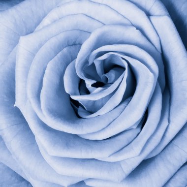 Blue rose clipart