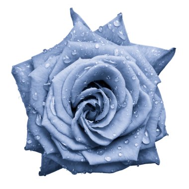 Blue rose clipart