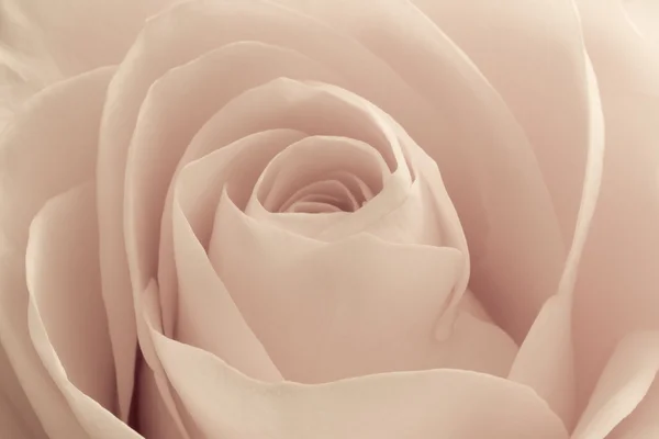 Róża makro — Zdjęcie stockowe
