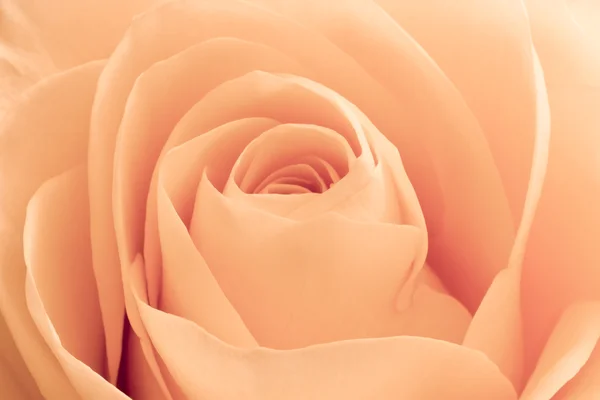 Rosa naranja macro —  Fotos de Stock