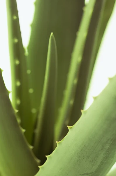 stock image Aloe vera leaves