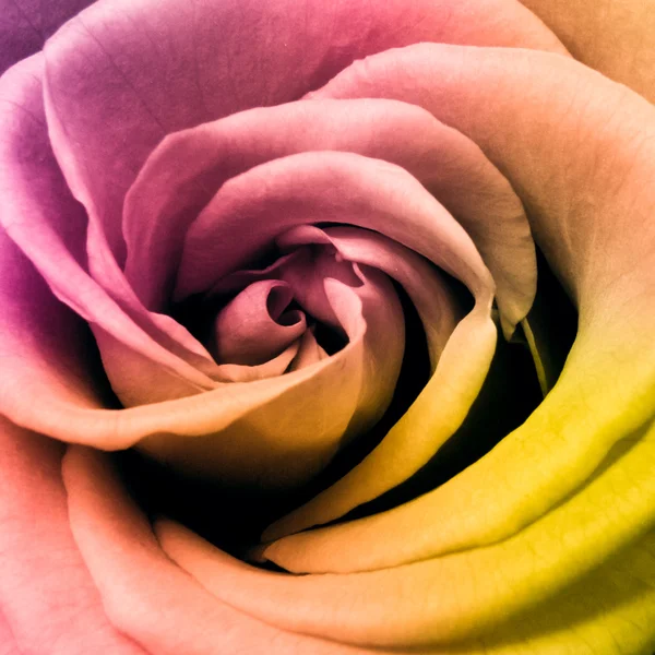 Rosa multicolore — Foto Stock