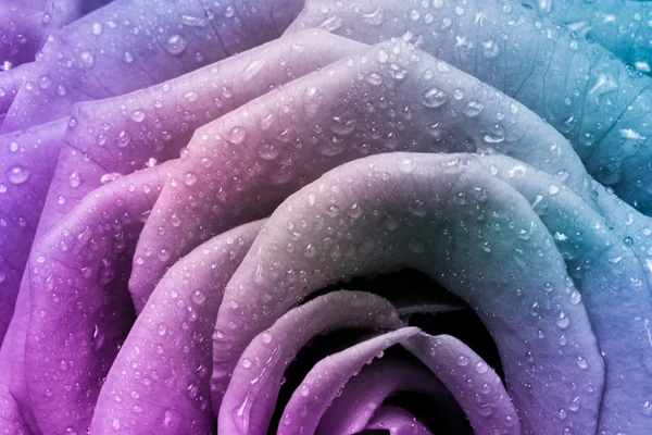 stock image Multicolor rose