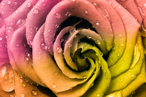 Multicolor róża — Zdjęcie stockowe