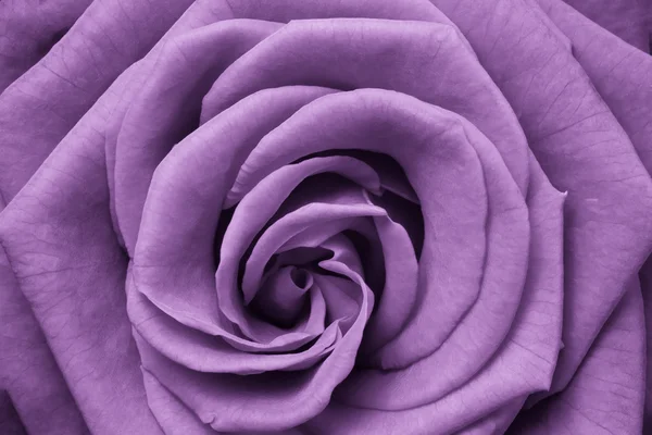 Rosa violeta —  Fotos de Stock
