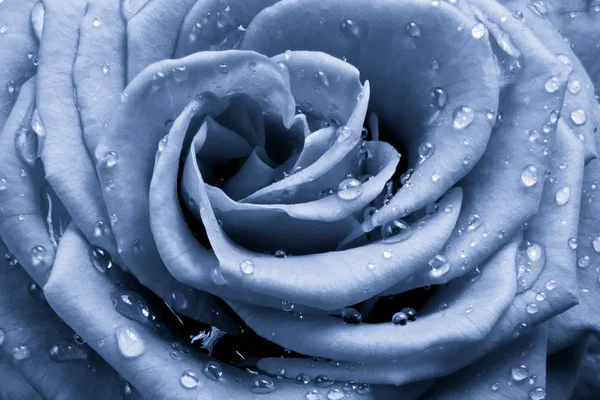 stock image Blue rose