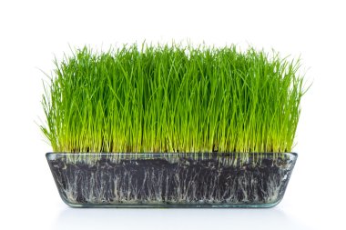 Grass with soil clipart