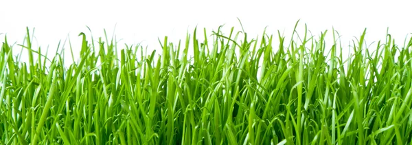 Grönt gräs — Stockfoto