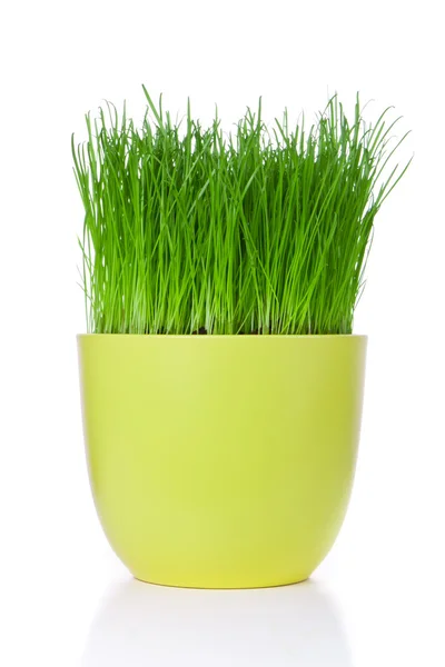 Grass in flowerpot — Stock Photo, Image