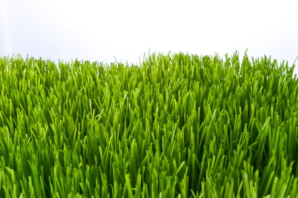 Groen gras — Stockfoto