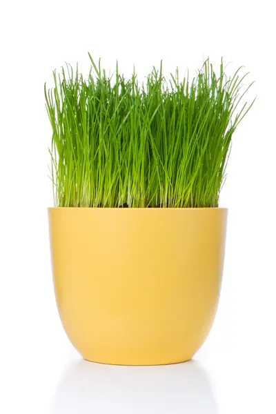 Grass in bloempot — Stockfoto