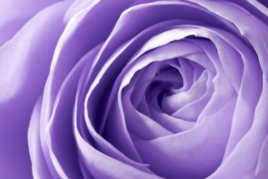 Violet rose macro clipart