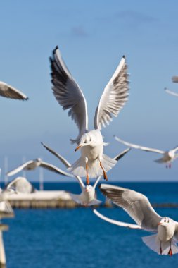 Seagulls at pier clipart