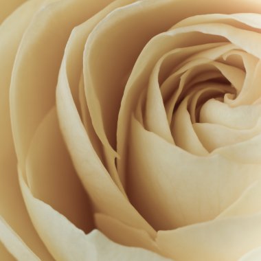 White rose macro clipart