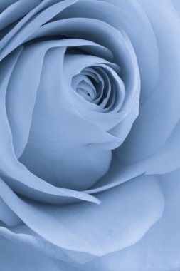 Blue rose macro clipart