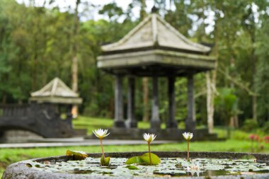 Balinese botanical garden clipart